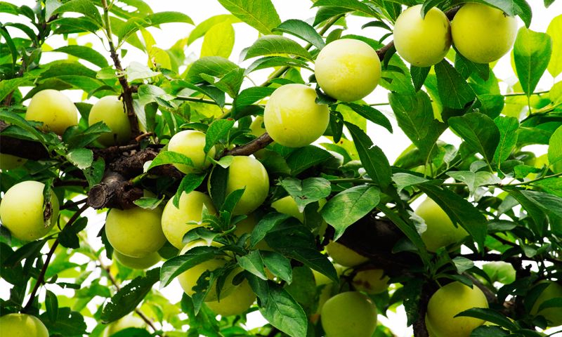 九游游戏下载案例展示六